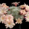 Rebutia_albiflora_x_epinaza